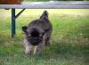 images/T-Wurf/T-Wurf Wo 9/3S8A2859-Bearbeitet.jpg